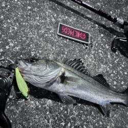 寒くても激渋でも釣れる魚が小さくても頑張る…