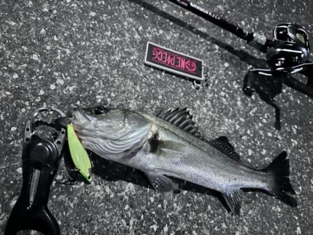 寒くても激渋でも釣れる魚が小さくても頑張る…