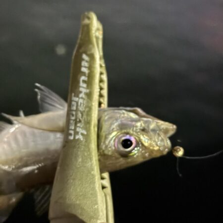 友達は手からオキアミを出している