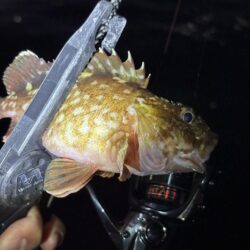 アジングは五目釣り