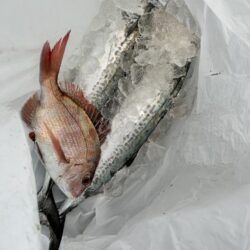 厳しかった釣り納め