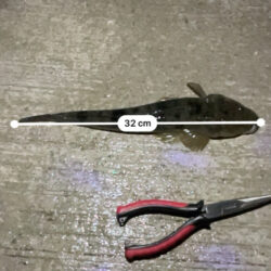 久しぶりのチニング