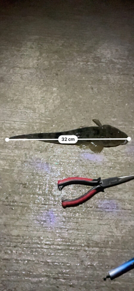 久しぶりのチニング