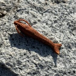 数年前に買ったガルプワームを捨てる前に使いたくて