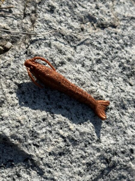 数年前に買ったガルプワームを捨てる前に使いたくて