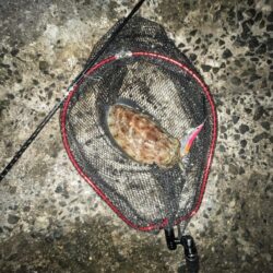 コウイカシーズン到来?