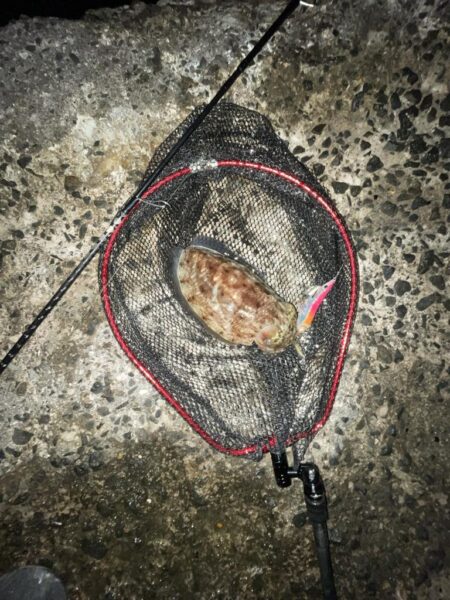 コウイカシーズン到来?