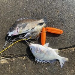 エビ撒きでチヌ