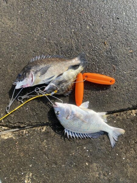 エビ撒きでチヌ