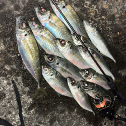 ボトムベッタリ