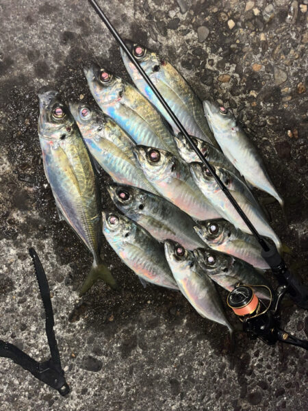 ボトムベッタリ