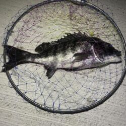 待ちわびたチヌ