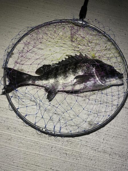 待ちわびたチヌ