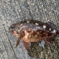 おチヌさんで釣り納🎣