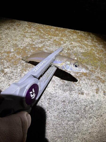 娘とちょい投げ釣り!