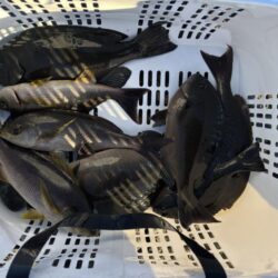 今シーズン初寒グレ