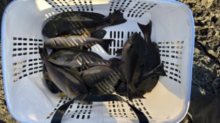 今シーズン初寒グレ