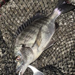 ヘチってきました