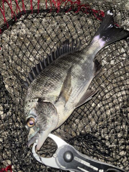 ヘチってきました