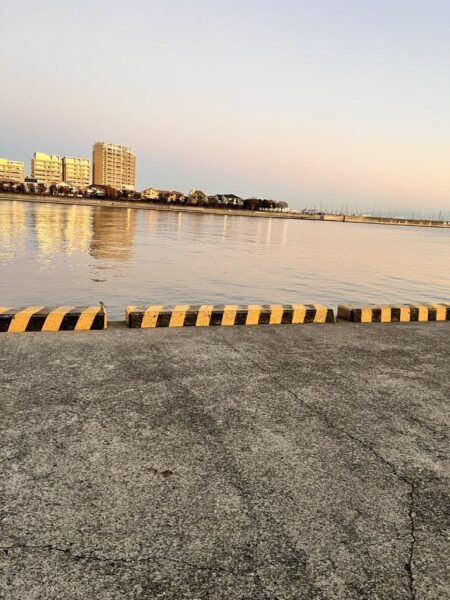 ショアジギングでサバ