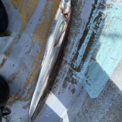 観音崎沖、タチウオジギング