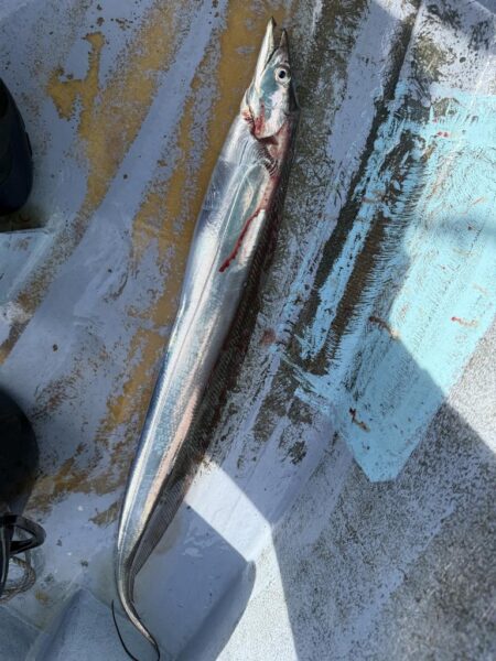 観音崎沖、タチウオジギング