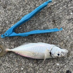 アジングで、でかアジゲット