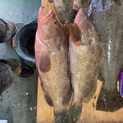 アジノマセは、安心