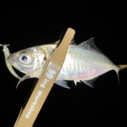 年末大感謝祭に潜入