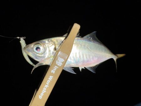 年末大感謝祭に潜入