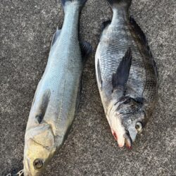 寒波のなかセイゴ３枚釣れました