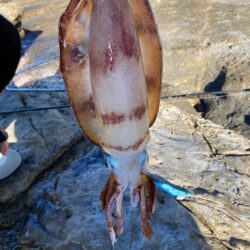 12月、ゲキ渋釣行ながらも釣れた1杯