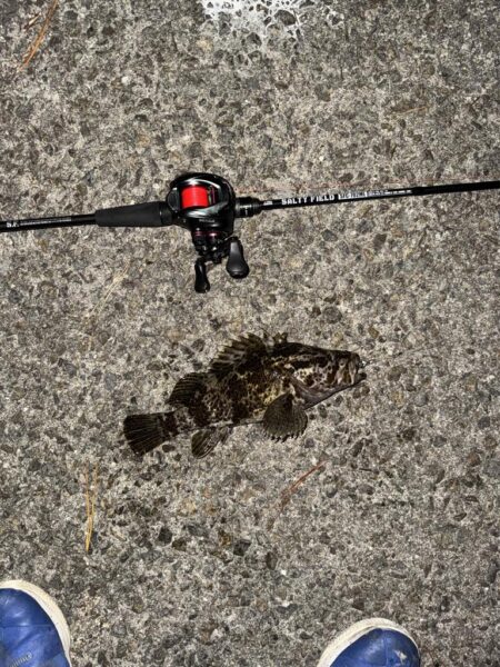 初尺メバル!(タケノコメバル)