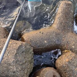 青物シーズン16