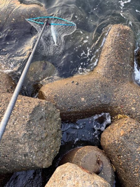 青物シーズン16