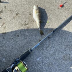 ノマセ不発のシロギスタ