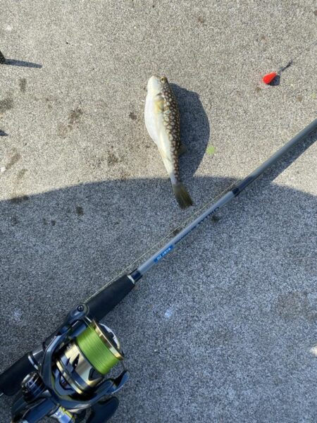 ノマセ不発のシロギスタ