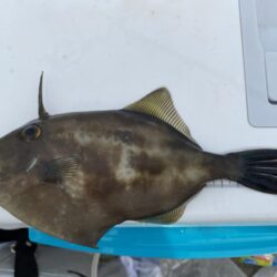 リベンジならずも、連日のカワハギゲット