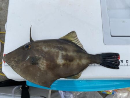 リベンジならずも、連日のカワハギゲット