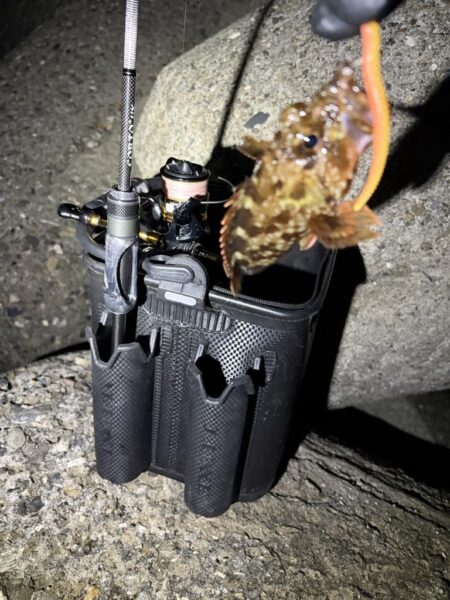 釣り納めナイトアジング