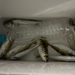 微妙なアタリが多くなってきた