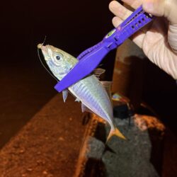 2025釣り納めアジング