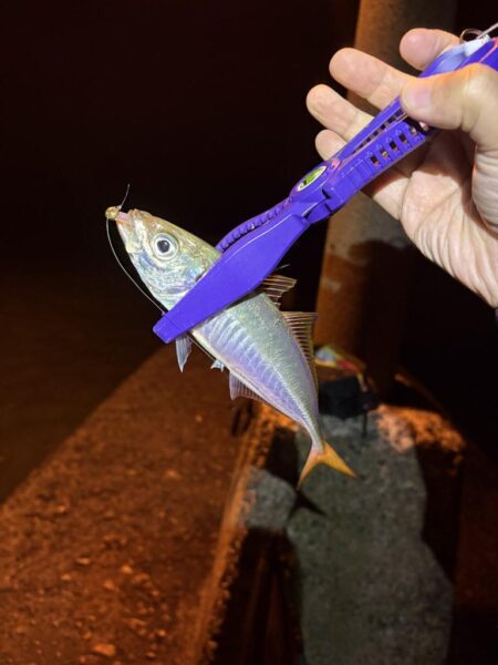 2025釣り納めアジング