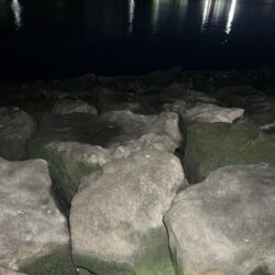 やっと多摩川支流までスズキが入ってきました