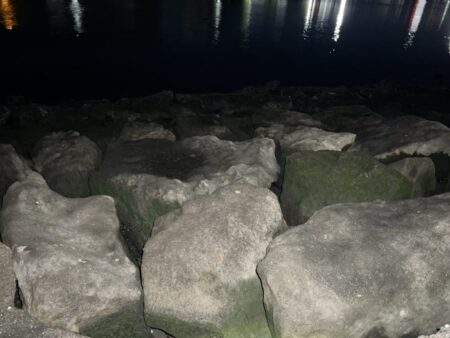 やっと多摩川支流までスズキが入ってきました