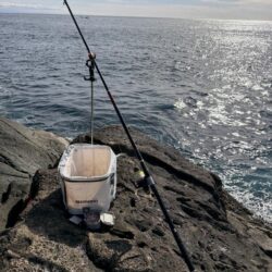 アイゴ大量リリース