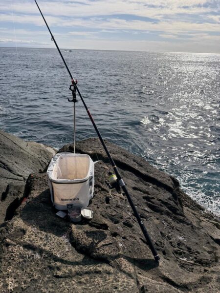 アイゴ大量リリース