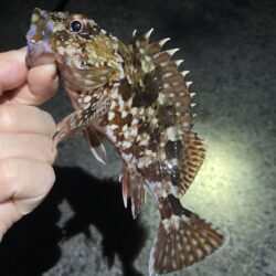 渋い年末メバリング