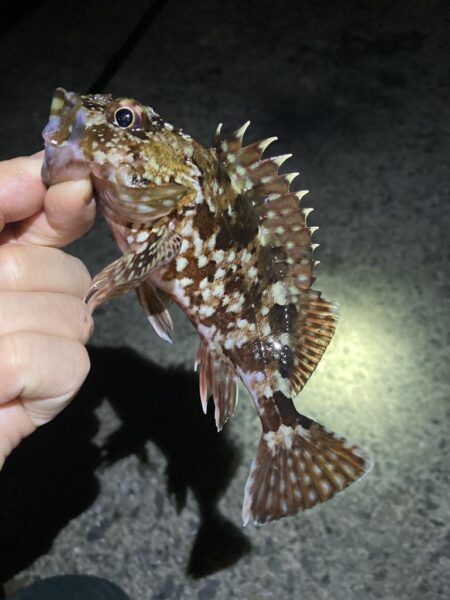 渋い年末メバリング