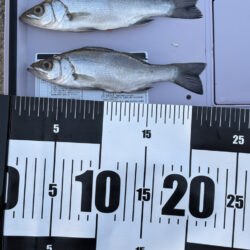 小雨で人がいないしアジもいない